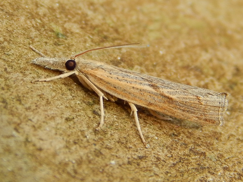 Crambidae da ID